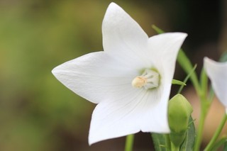 桔梗の花.jpg