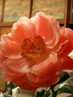 芍薬.jpg