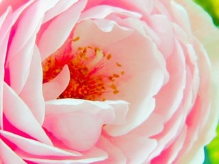 花びら 2.jpg