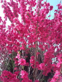 花桃 .jpg