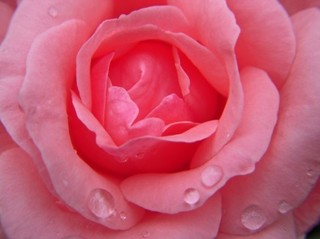 Rose 1.jpg