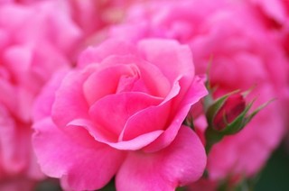Rose 2.jpg