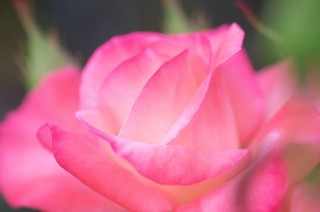 Rose 4.jpg
