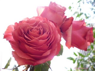 Rose 6.jpg