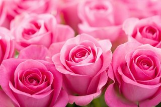 Rose 7.jpg