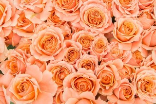 Rose Orange.jpg