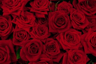C Rose Red.jpg
