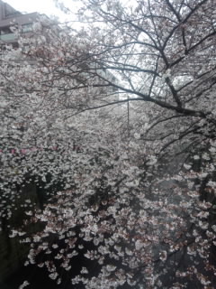 Sakura 目黒川.jpg