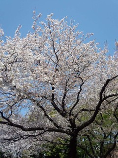 C Sakura 代官山公園.jpg
