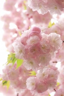 Sakura 八重桜 1.jpg