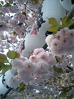 Sakura 提灯と八重桜.jpg