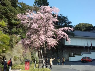 Sakura 目黒の桜1 2015.jpg