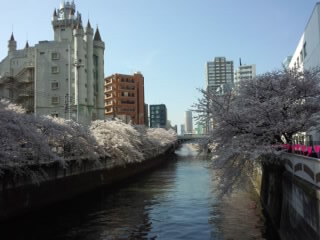 Sakura 目黒の桜2 2015.jpg