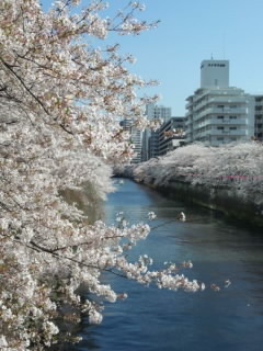 Sakura 目黒川の桜4 2015.jpg