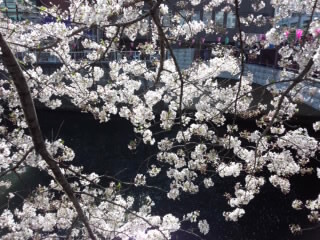 Sakura 目黒川の桜5 2015.jpg