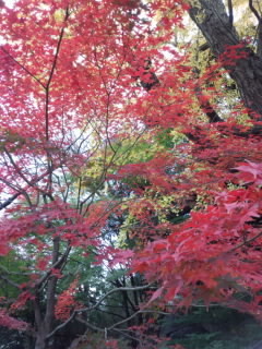 紅葉 雅叙園.jpg