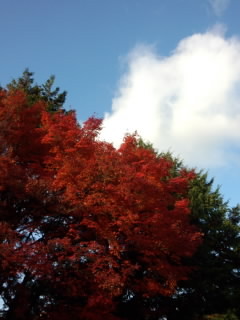 紅葉と空.jpg