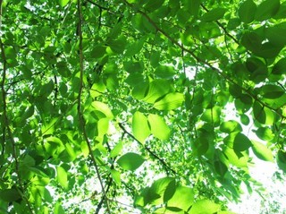 Green 1.jpg