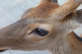 DSCF3927.JPG