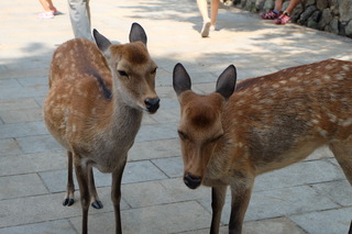 DSCF3929.JPG
