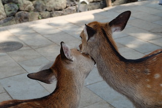 DSCF3934.JPG