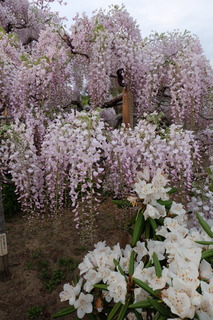 DSCF5187.JPG