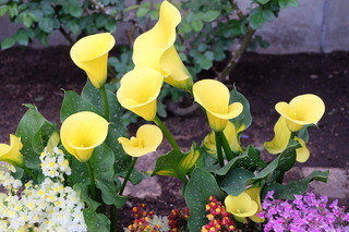 DSCF5229.JPG