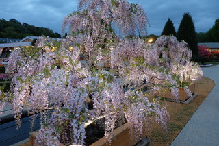 DSCF5238.JPG