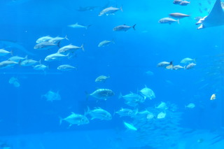 DSCF5304.JPG