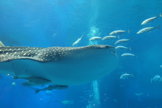 DSCF5324.JPG