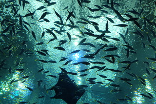 DSCF5333.JPG