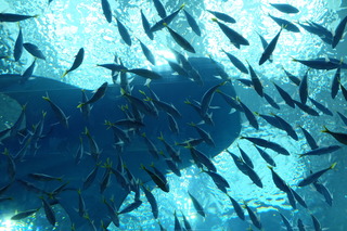 DSCF5340.JPG