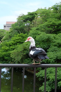 DSCF5433.JPG