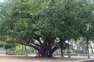 DSCF7116.JPG