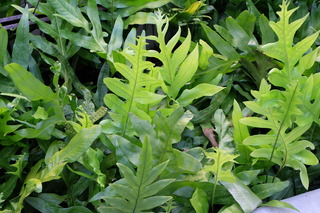 DSCF7153.JPG