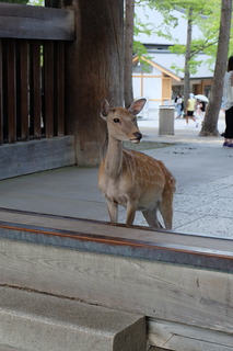 DSCF8976.JPG