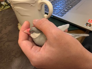 ほの2020-0509-2.jpg