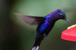 ハチドリ hummingbird-2291142_1280.jpg
