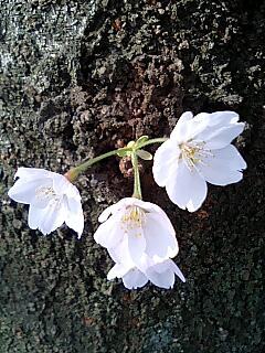 幹より咲く花.jpg