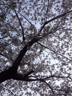桜 2020-4.jpg