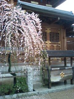 梅の花.jpg