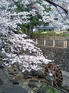 水車と桜.jpg