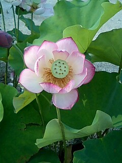 蓮の花.jpg