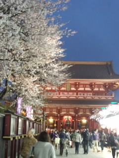 浅草 桜.jpg
