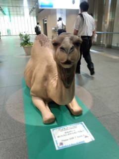 七彩 らくだ5.jpg