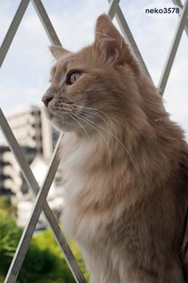 猫 メインクーン.jpg