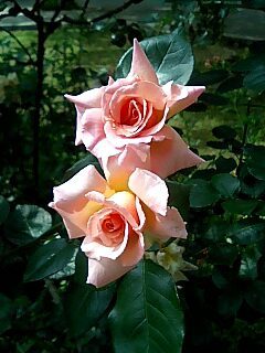 St,Lukes Rose.jpg